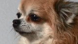 PBS:自然.狗改变世界(下集)